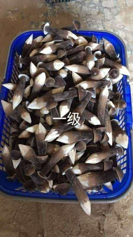 六盘水黑皮鸡枞菌