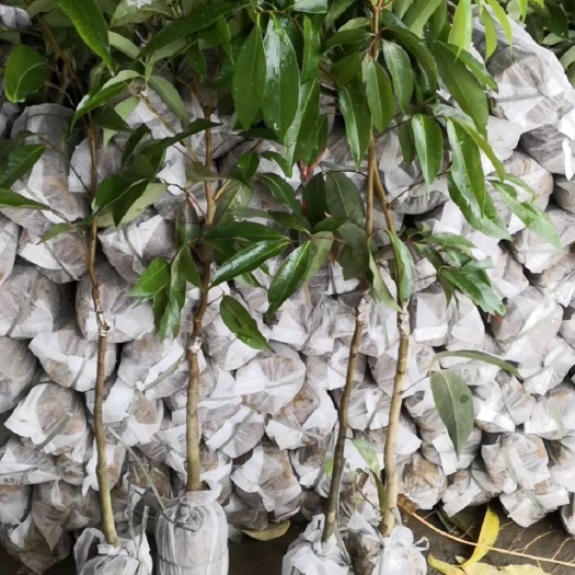 灵山县无核荔枝苗