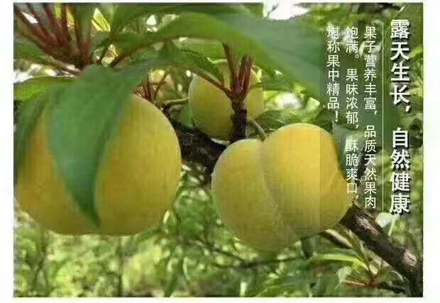 镇宁县贵州六马正宗蜂糖李