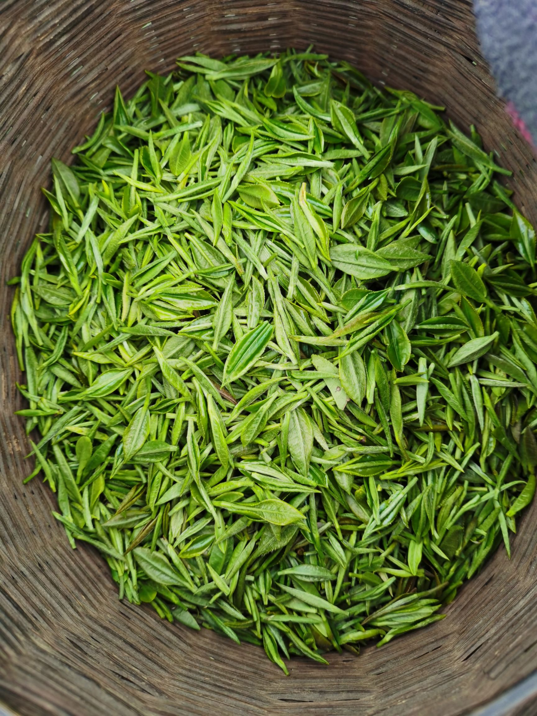  峨眉高山绿茶