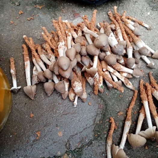 江永县鸡枞菌 一年一度的鸡纵菌隆重上市