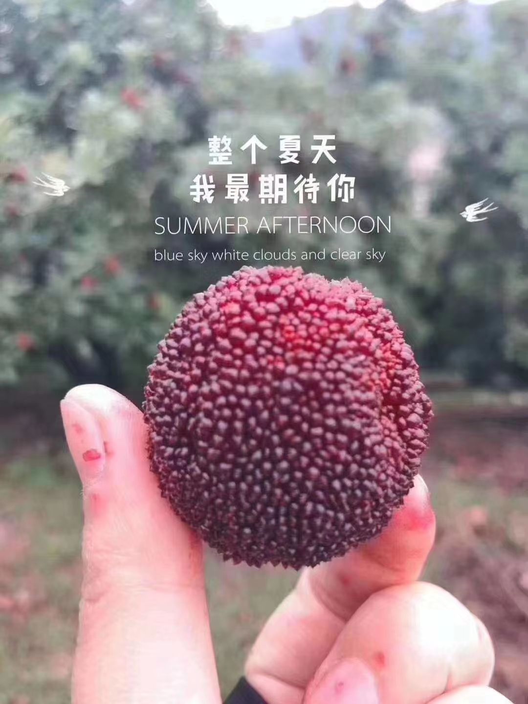  仙居杨梅