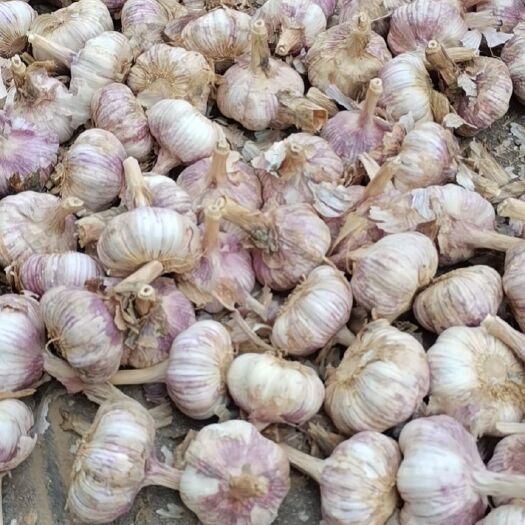 商河县红皮蒜  大蒜
