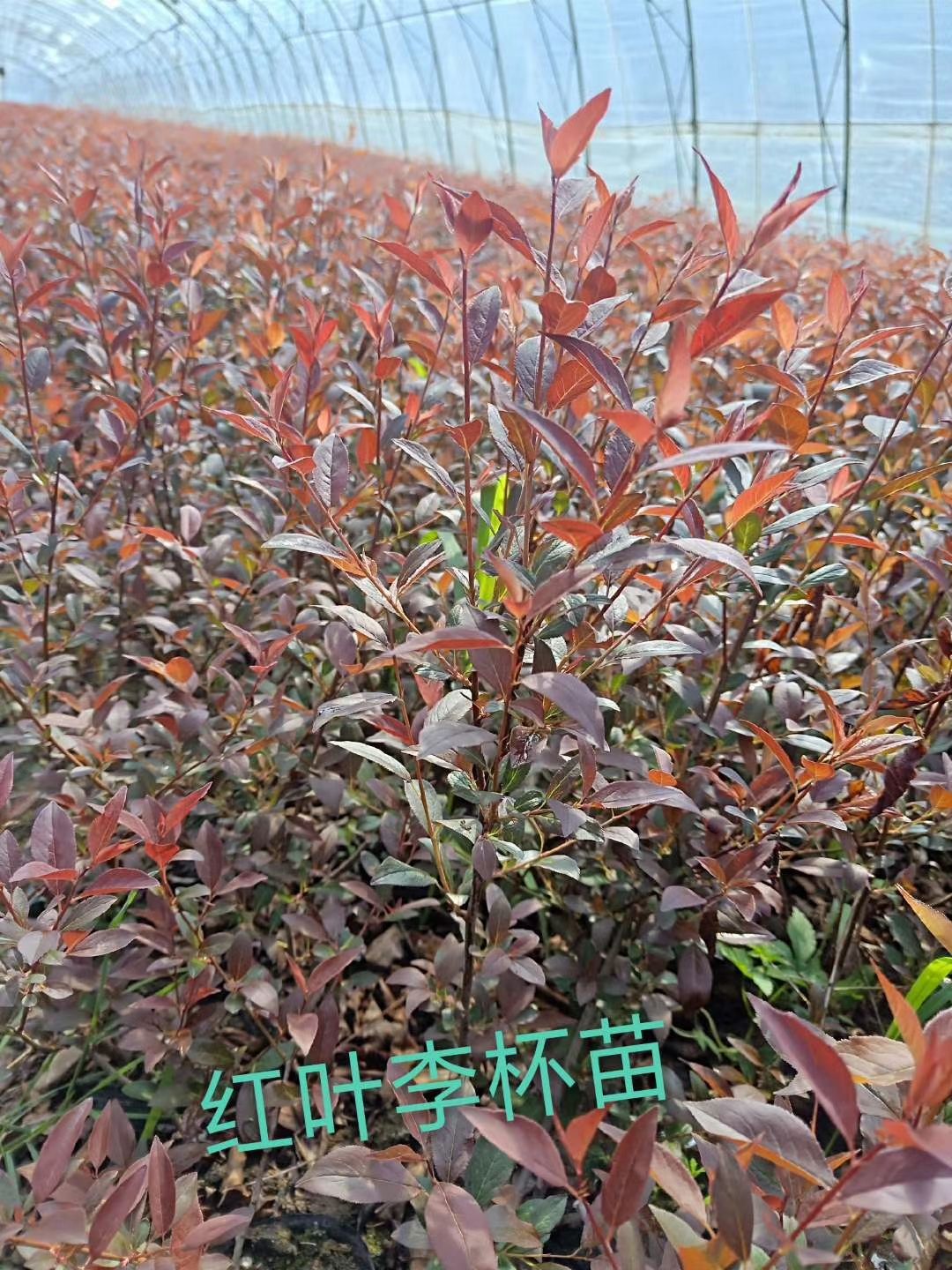  偃柏容器苗 沙地柏杯苗 常青松柏类灌木 绿化带树苗 实地看苗