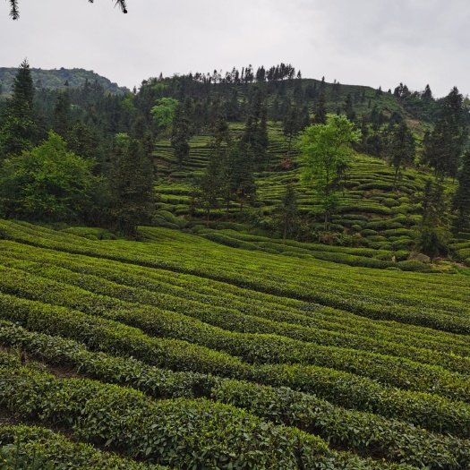 重庆市 峨眉高山绿茶明前茶