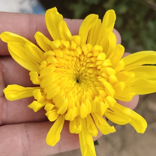  优质黄菊