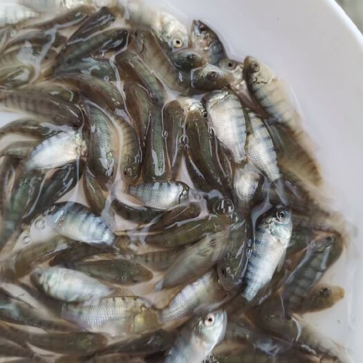 广州新吉富罗非鱼  海南一罗非鱼苗 良种罗非鱼苗 单性罗非鱼苗 非洲鲫鱼苗  罗