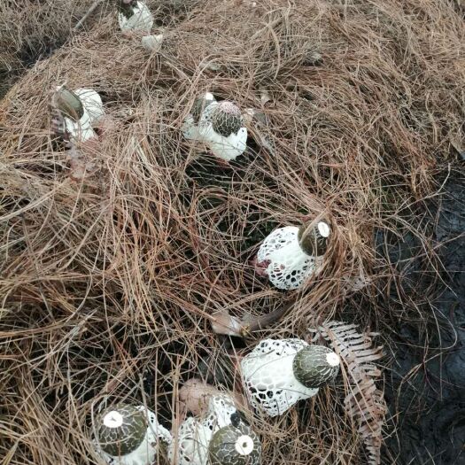 安顺鲜竹荪 鲜竹荪
