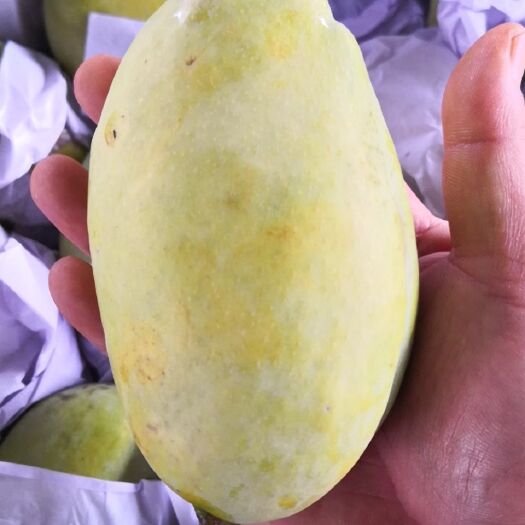 瑞丽市 缅甸芒果