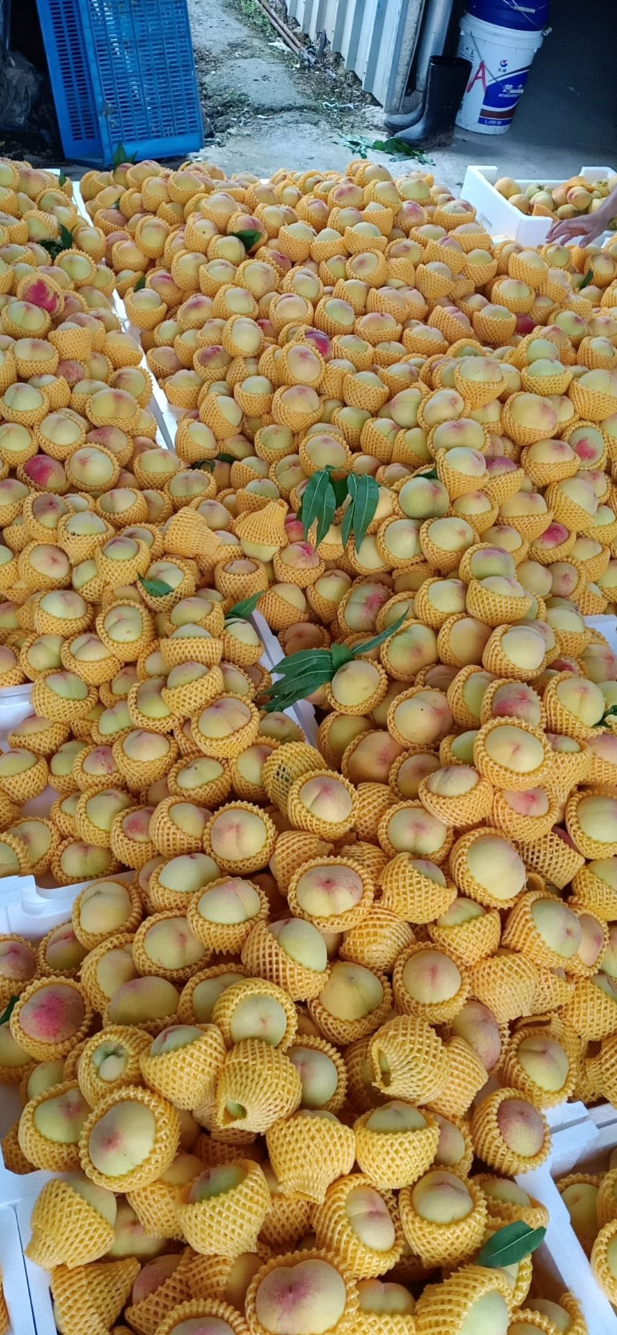  精品黄桃，香甜可可