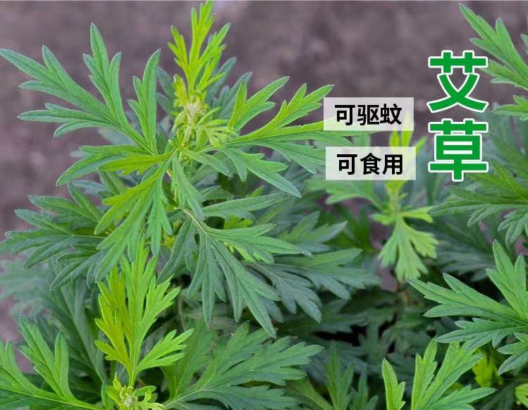  艾草种子 大叶艾草小叶艾草种子净籽 食用艾绒香艾草新籽