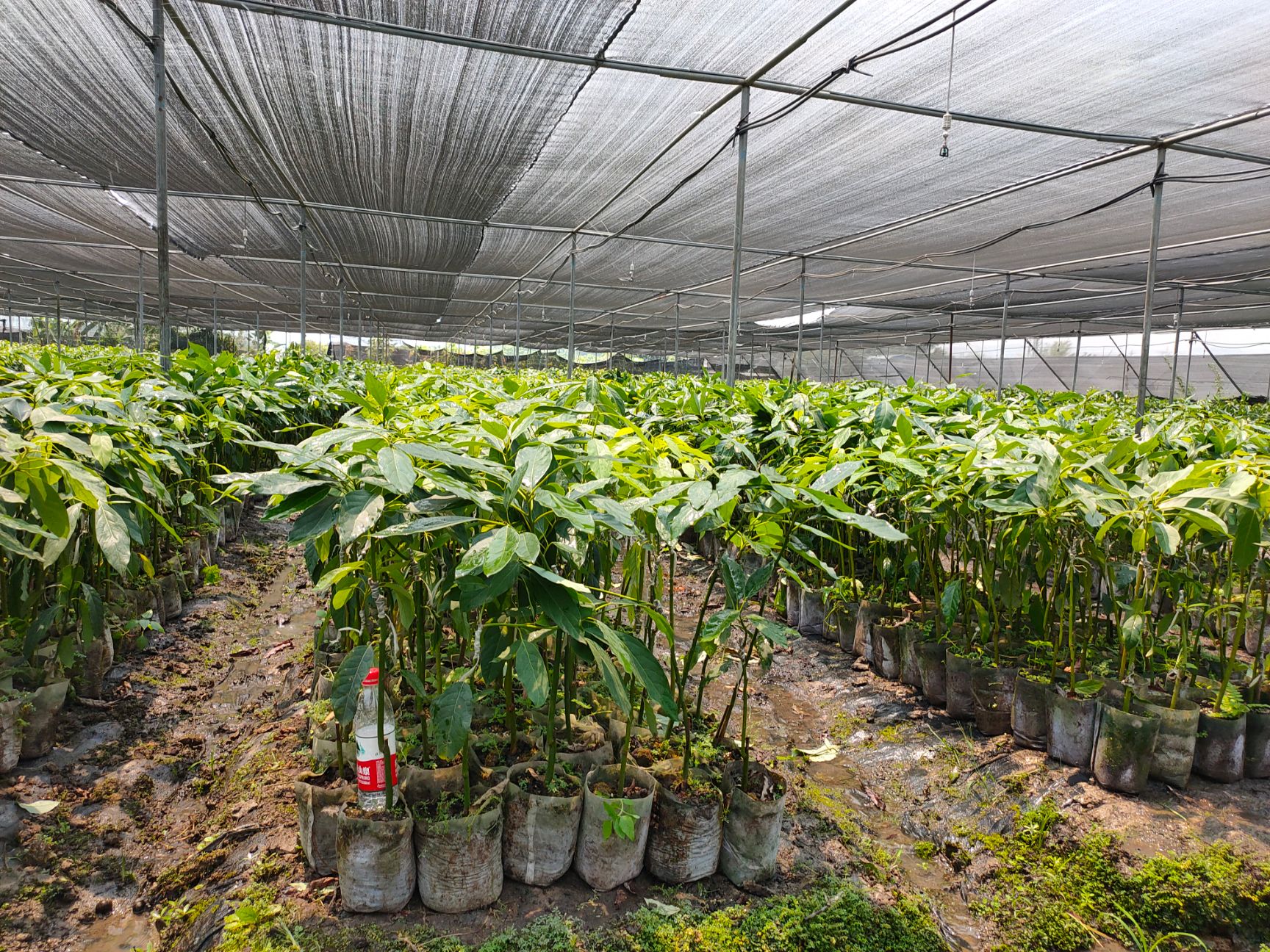 哈斯牛油果苗，桂研油梨嫁接苗，广西牛油果苗，新品种