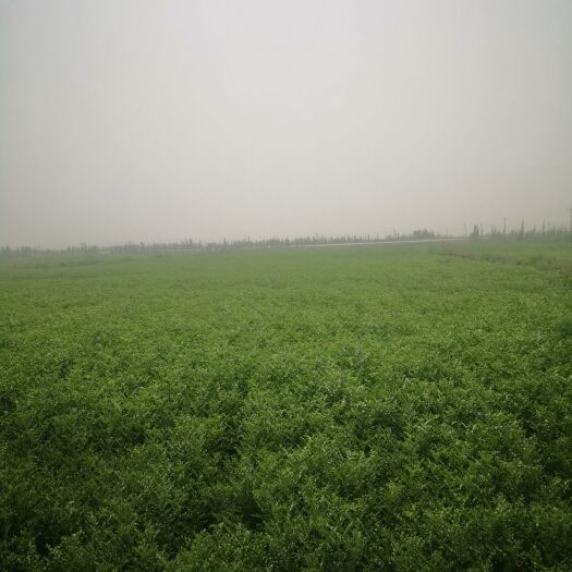 库尔勒市 红皮甘草