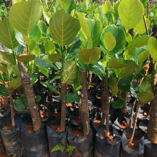 儋州市马来西亚一号菠萝蜜苗 出售马来西亚一号菠萝苗