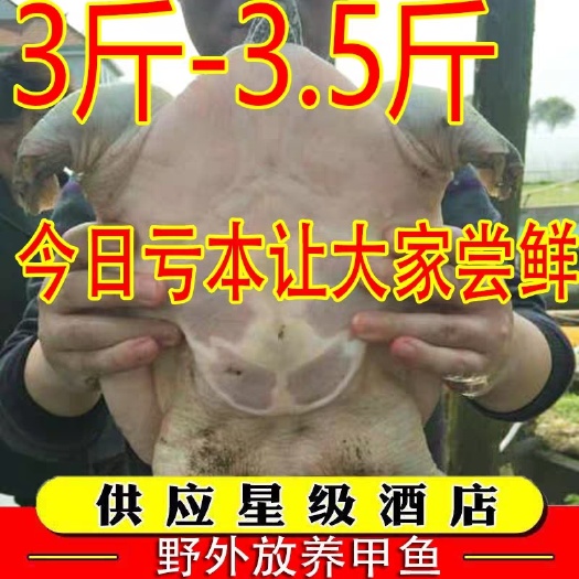 放养甲鱼3斤80元一个包邮