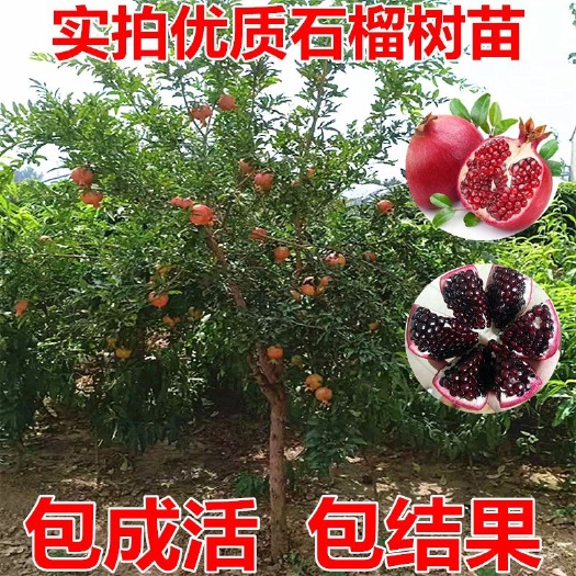 平邑县 蒙阳红石榴苗，蒙阳红甜石榴苗基地直销。现挖先发