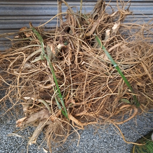 连南县新鲜白花牛奶树根