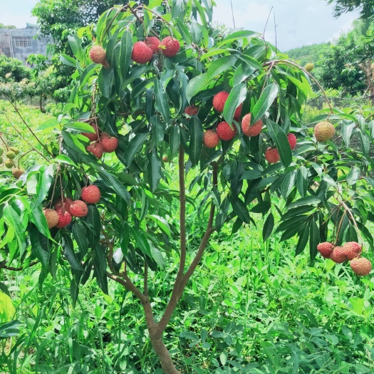 灵山县 高级品种无核荔枝苗