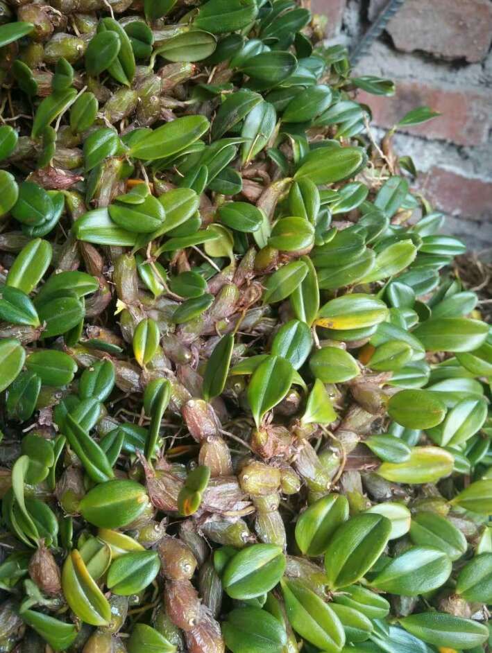 石橄榄!石上虾!