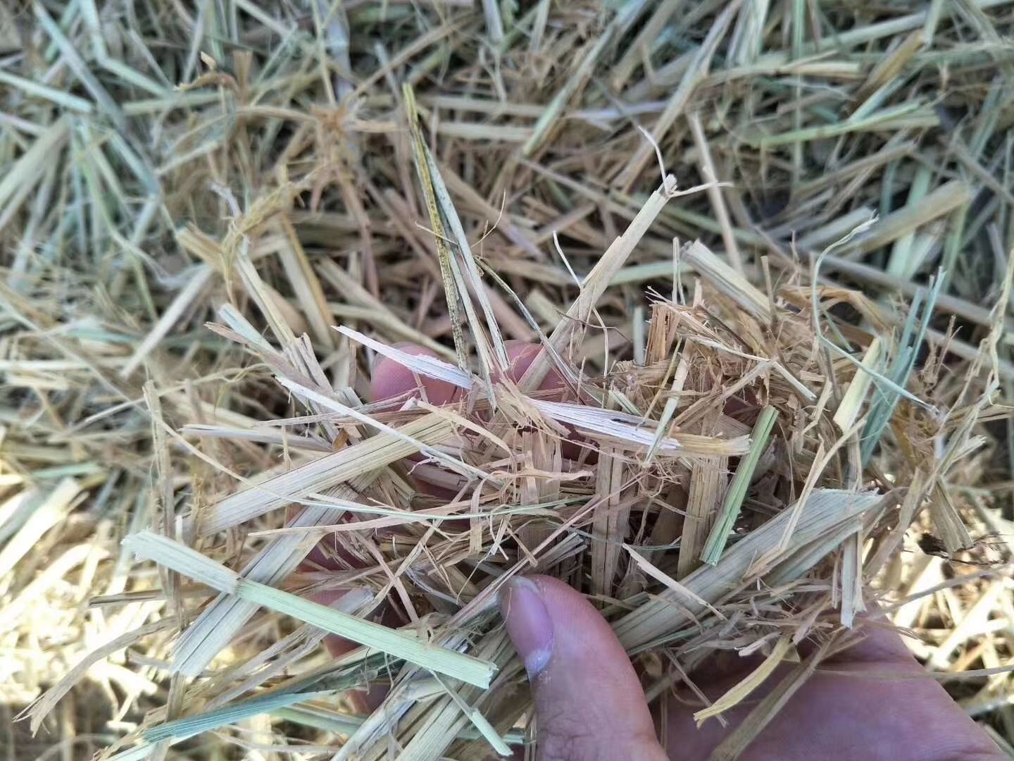 新疆石河子棉籽壳新货棉渣麸皮次粉甜菜粕稻草麦秆