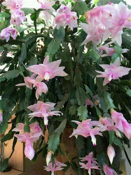 宿迁 蟹爪兰花苗大苗带根多色花卉植物室内绿植四季开花多肉可嫁接盆栽