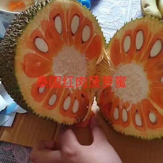 灵山县 泰国菠萝蜜苗
