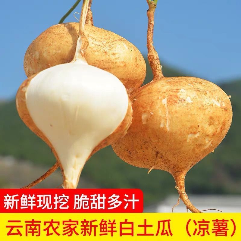 南宁广西新鲜凉薯白地瓜农家现挖蔬菜现季水果番薯沙葛豆薯5斤9斤