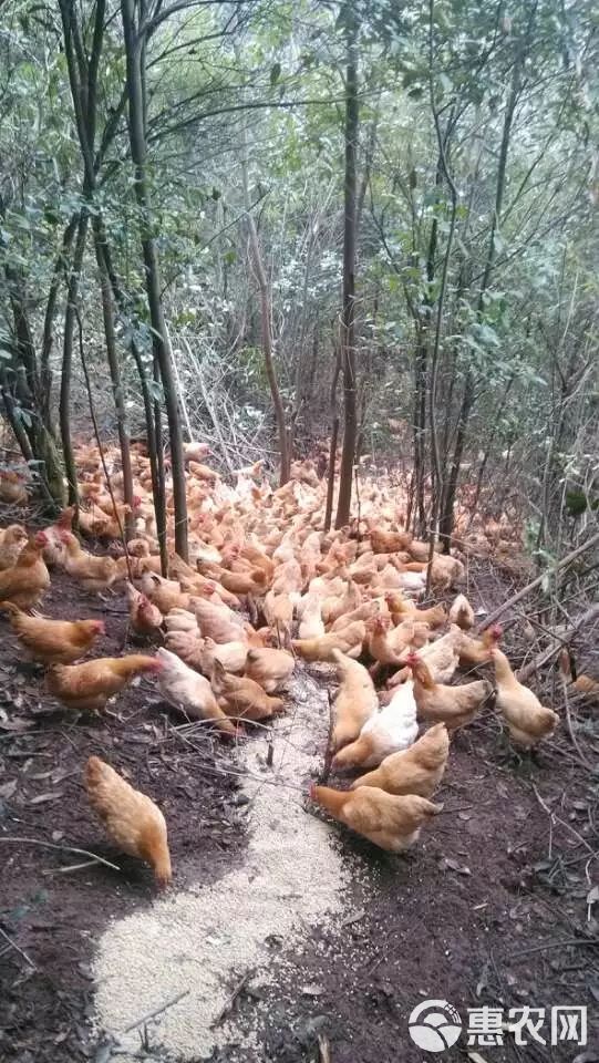 黄土鸡苗厂家直卖三黄土鸡苗山地放养高脚土鸡另有青脚土鸡苗