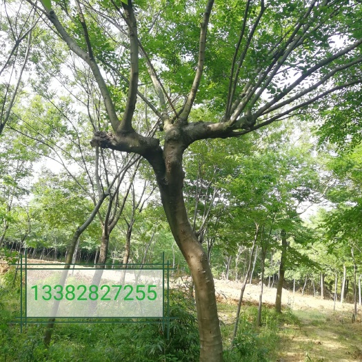 常州朴树25CM
