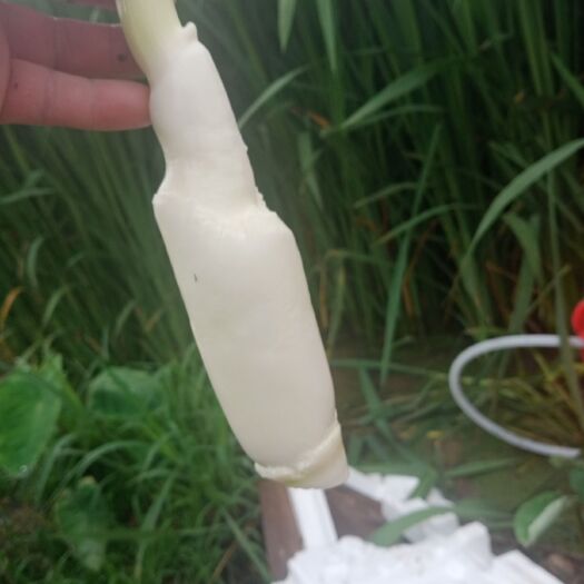 缙云县 高山茭白，真空包装