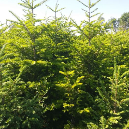抚顺 绿化树冷杉