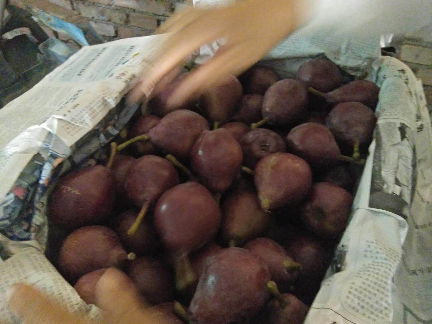  红啤梨，考密斯梨，红梨