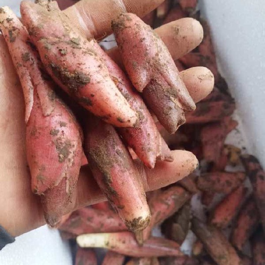 利川市阳荷 新鲜洋河，现货