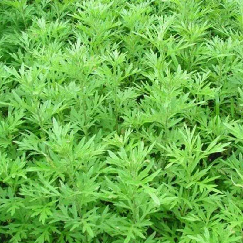  艾草种子 大叶艾草小叶艾草种子净籽 食用艾绒香艾草新籽