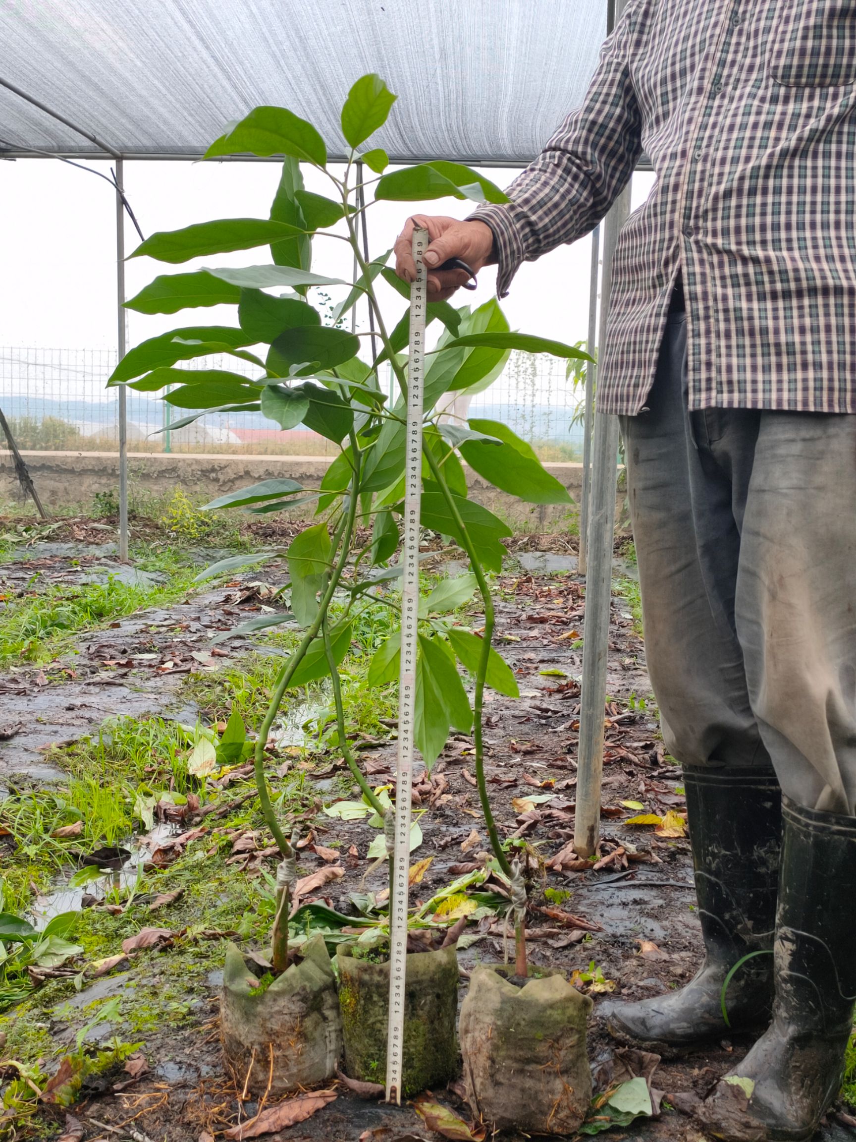 哈斯牛油果苗，桂研油梨嫁接苗，广西牛油果苗，新品种