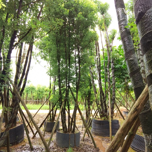 普宁市 低价供应自家丛生香樟，单杆6-20分，量大价优