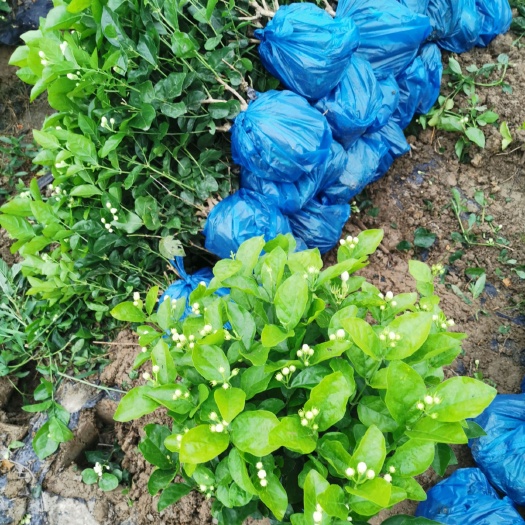 夹江县白色茉莉