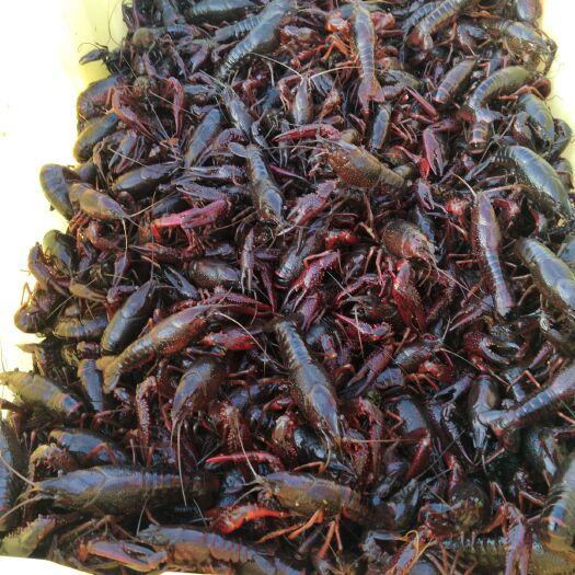 云梦县 湖北小龙虾出售