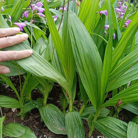 十堰紫花白芨苗