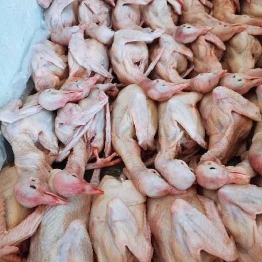 博白县 鸽场直销大量供应白条乳鸽活体现杀