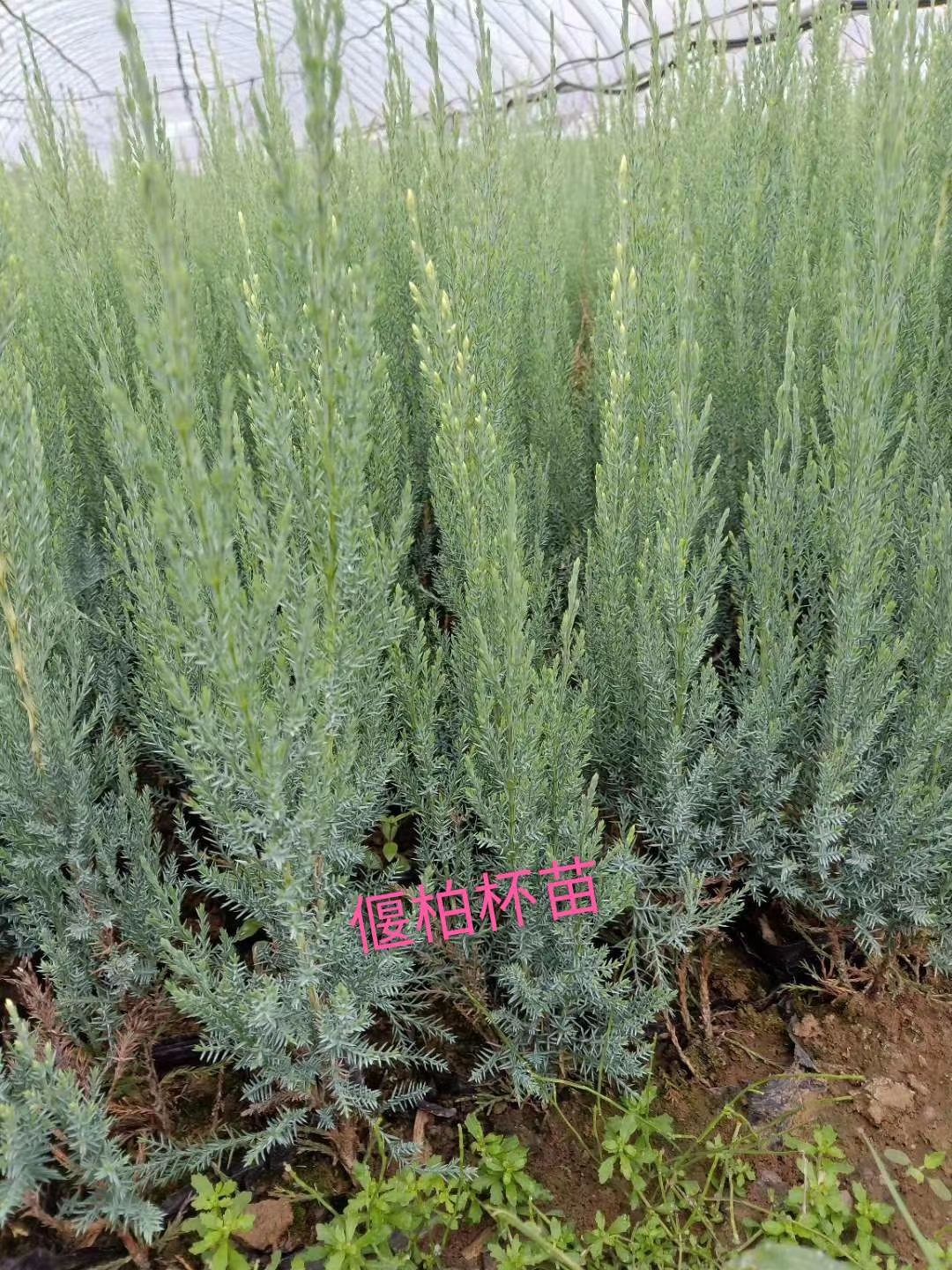  偃柏容器苗 沙地柏杯苗 常青松柏类灌木 绿化带树苗 实地看苗