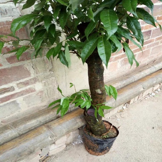 灵山县 矮化荔枝高压苗今年种下明年开花五至十公分征地