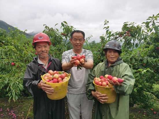 保靖县大红李 物美价廉，鲜美可口