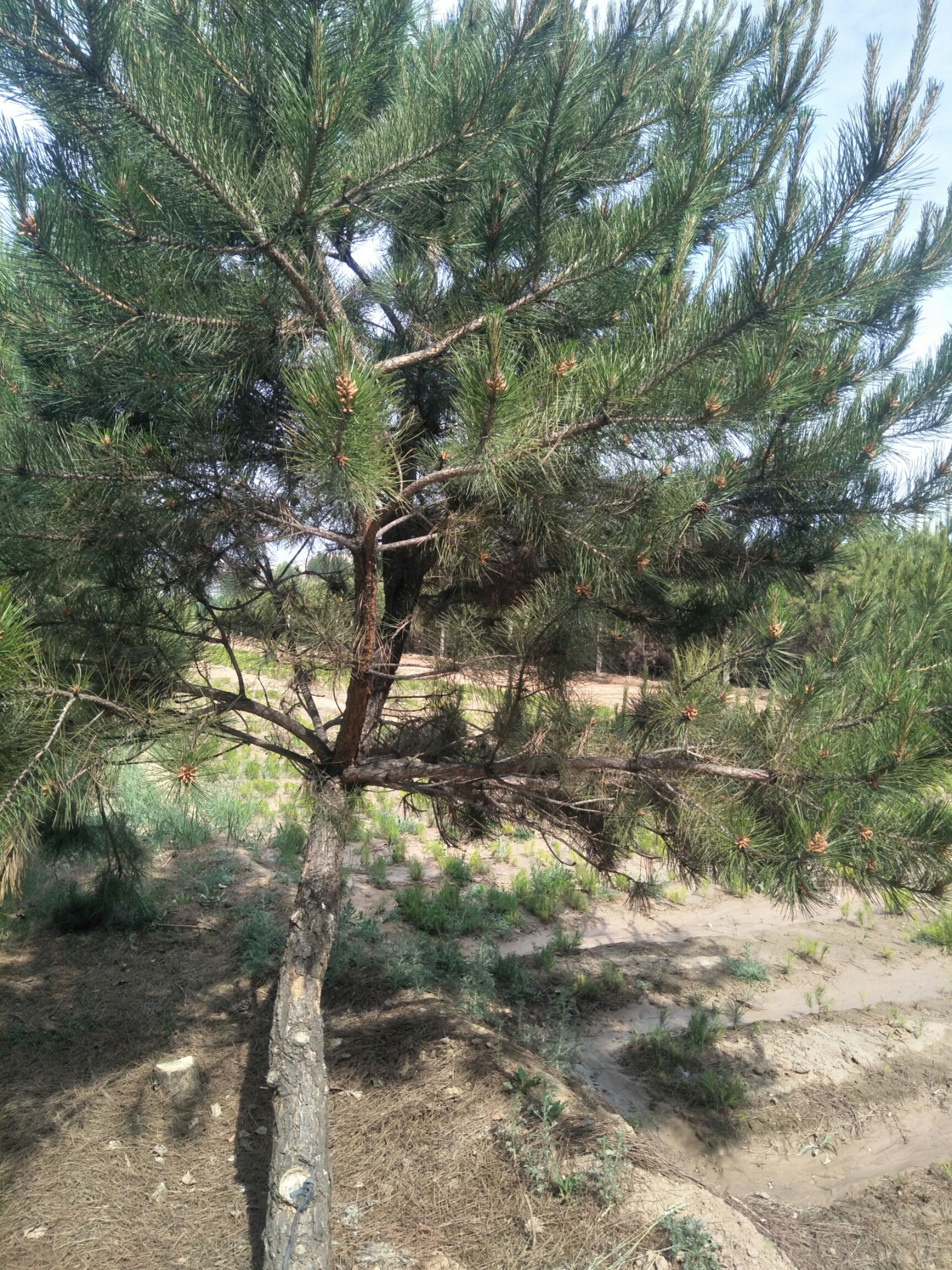 旱地油松 1.5到5米油松产地直销量大从优