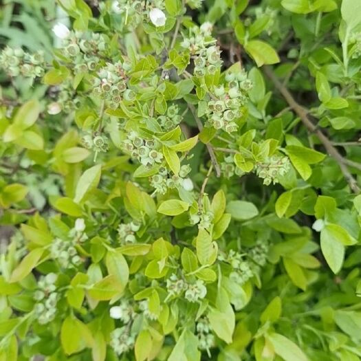 伊春 纯绿色有机蓝莓