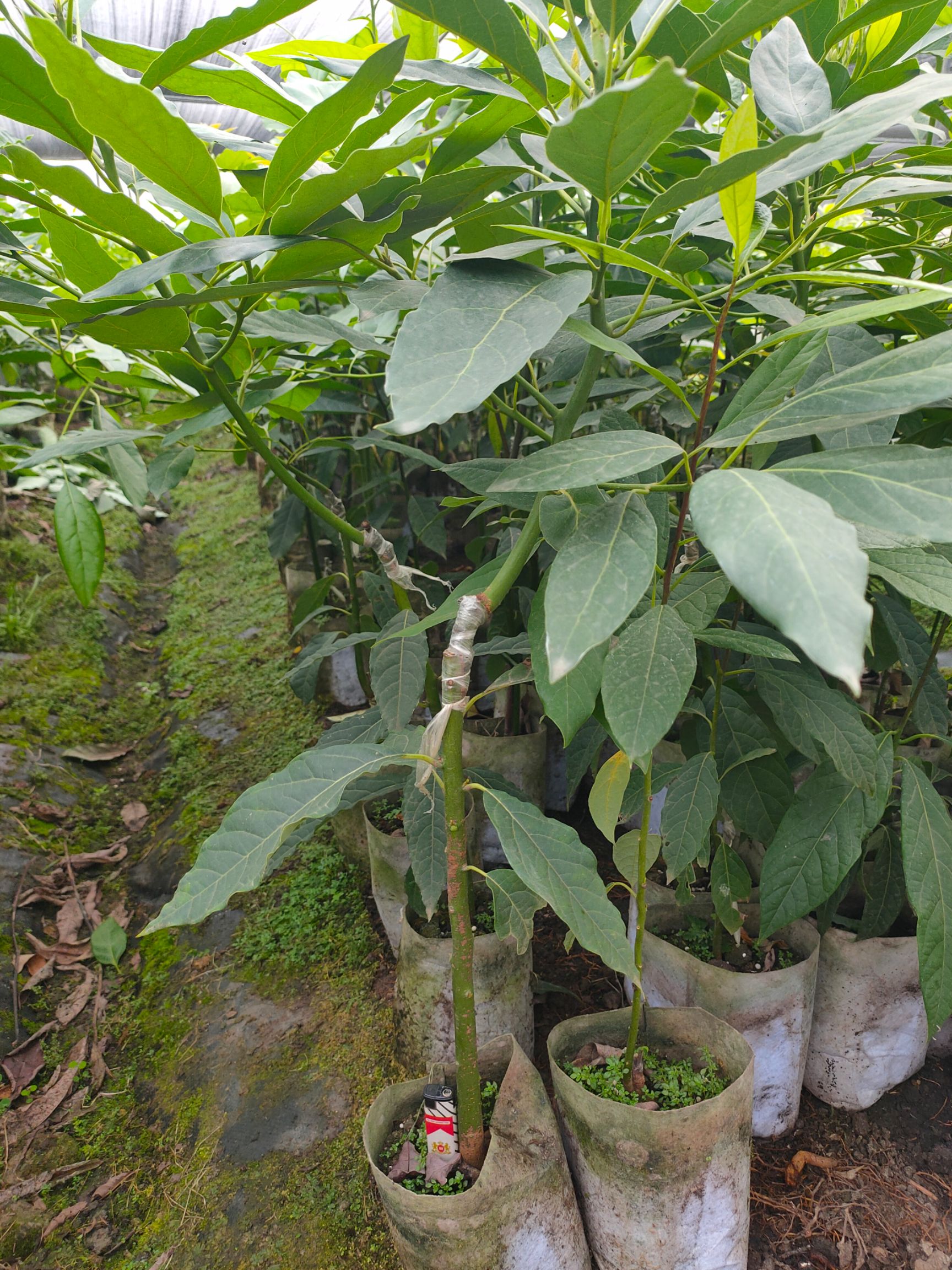 哈斯牛油果苗，桂研油梨嫁接苗，广西牛油果苗，新品种