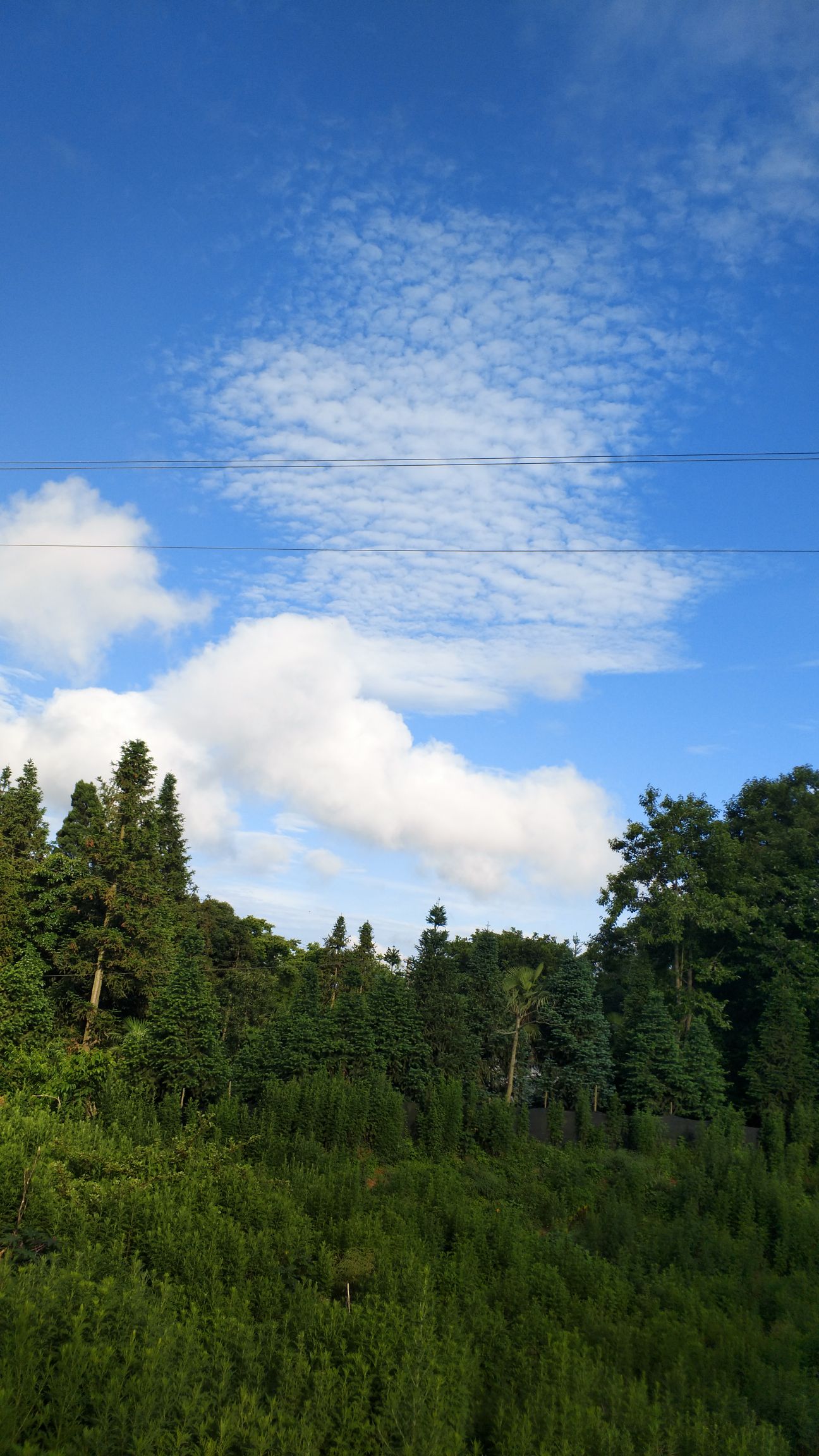 杨树枝 柏枝数出售