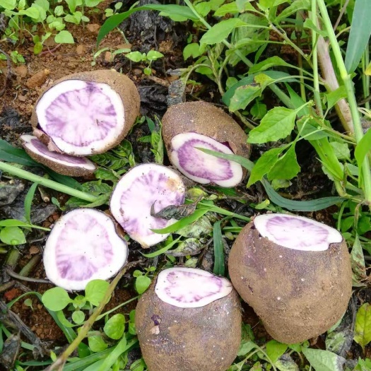  紫色土豆