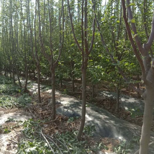 红富士苹果苗 苹果树