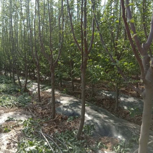 卢龙县红富士苹果苗 苹果树